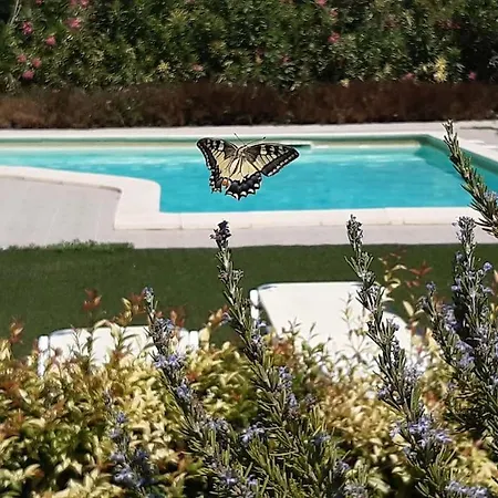 Orange Near Platanias * Ханья